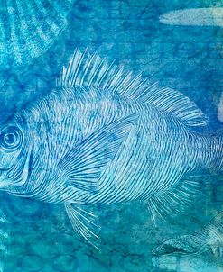Blue Ocean Fish