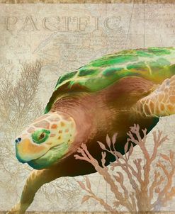 Sea Turtle Pacific