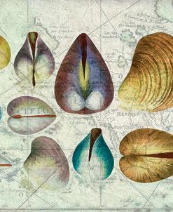 Seashells on Map I