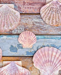 Pecten Shells on Planks