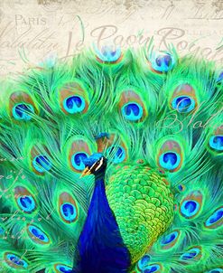 Royal Peacock