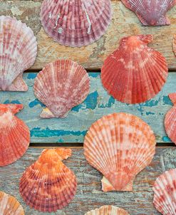 Shells on Planks