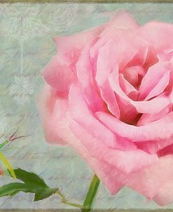 Pink Rose With Grasshopper I