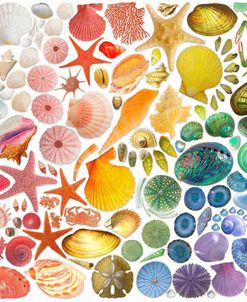 Rainbow of Shells