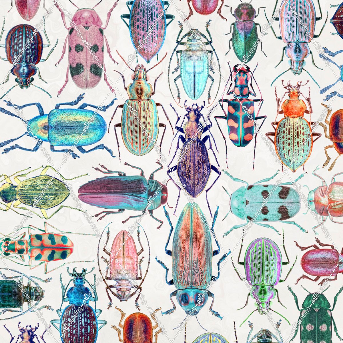 Beautiful Beetles