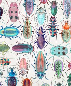 Beautiful Beetles