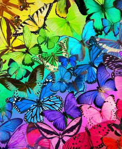 Rainbow of Butterflies 2