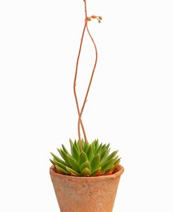 Flowering Succulent Cut Out 2