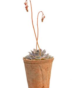 Flowering Succulent Cut Out 3