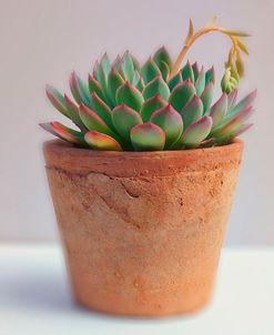 Flowering Succulent House Plant