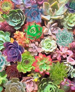 Little Succulent Garden II