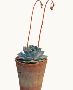 Flowering Succulent Cut Out 1