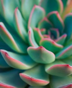 Succulent Close Up I