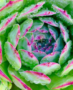 Sempervivum Close Up