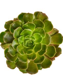 Succulent Cut Out 04