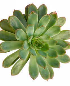 Succulent Cut Out 05