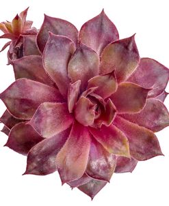 Succulent Cut Out 06