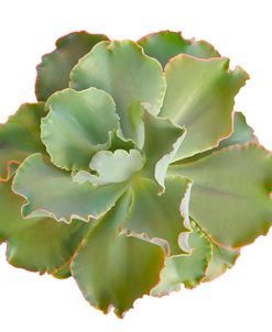 Succulent Cut Out 07