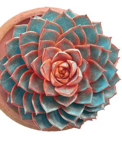 Succulent Cut Out 08