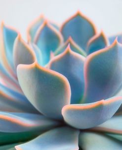 Succulent Close Up III