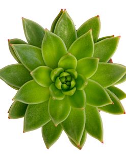 Succulent Cut Out 01