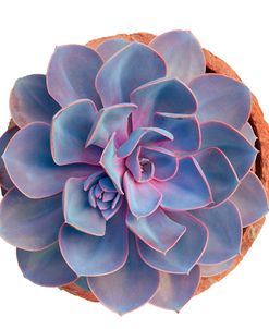 Succulent Cut Out 14