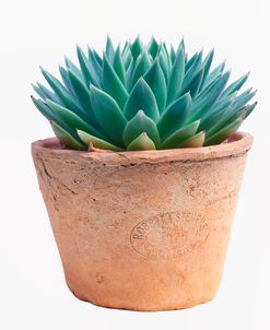 Succulent House Plant I