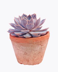 Succulent House Plant II