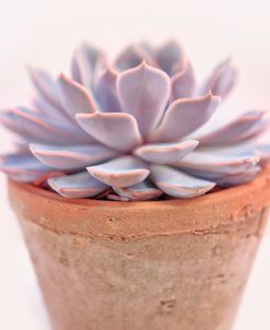 Succulent House Plant III