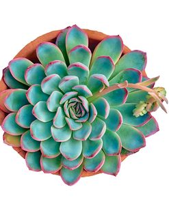 Succulent Cut Out 10