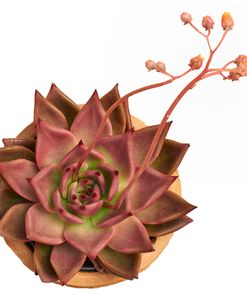 Succulent Cut Out 11