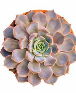 Succulent Cut Out 12