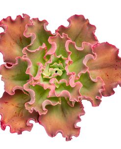 Succulent Cut Out 13