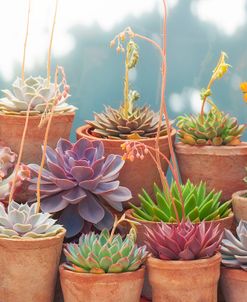 Succulents in Terracotta Pots II