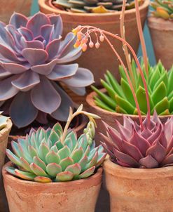 Succulents in Terracotta Pots III