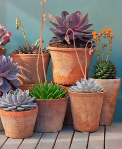 Succulent on Table I