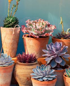 Succulent on Table II