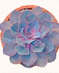 Succulent Watercolor Study