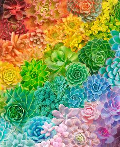 Rainbow Succulents