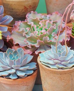 Succulents in Terracotta Pots IV