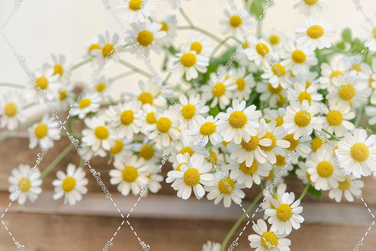 Bunch of Chamomile