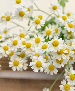 Bunch of Chamomile