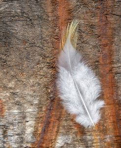 Downy Feather