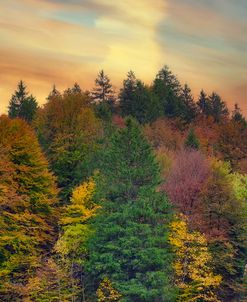 Evening Light Forest