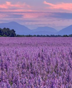 Fields of Clary Sage in Provence