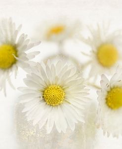 Daisies