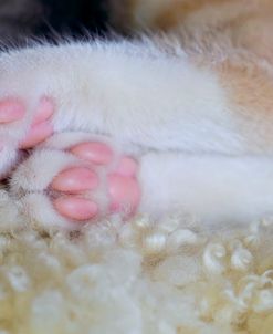 Kitten Feet