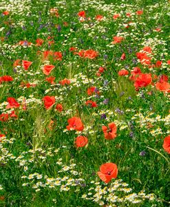 Flower Field with Poppies