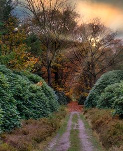 Forest Sunset