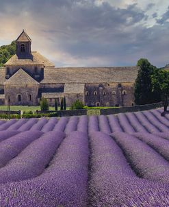 Lavender Fields of Abbaye de Sénanque